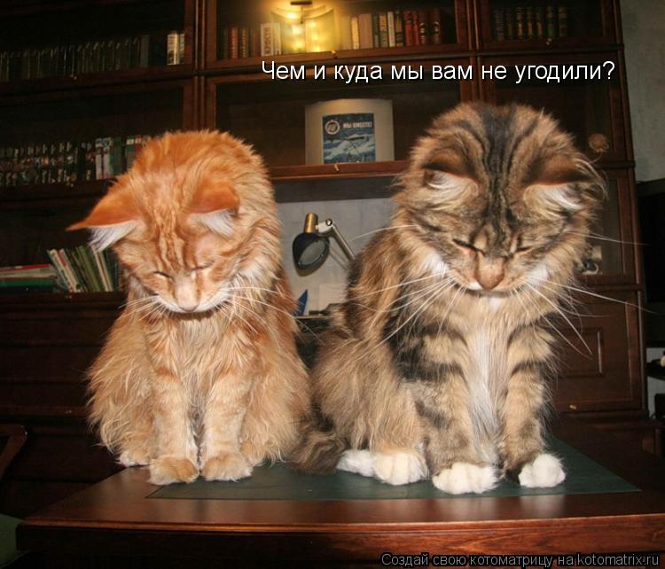 Котоматрица: Чем и куда мы вам не угодили?