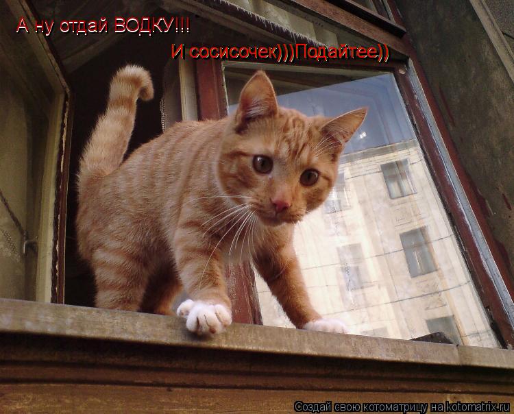 А ну отдай ВОДКУ!!! И сосисочек)))Подайтее)) И сосисочек)))Подайтее)) И сосисочек)))Подайтее)) А ну о... Котоматрица: А ну отдай ВОДКУ!!! И сосисочек)))Подайтее)) И сосисочек)))Подайтее)) И сосисочек)))Подайтее)) А ну отдай ВОДКУ!!!