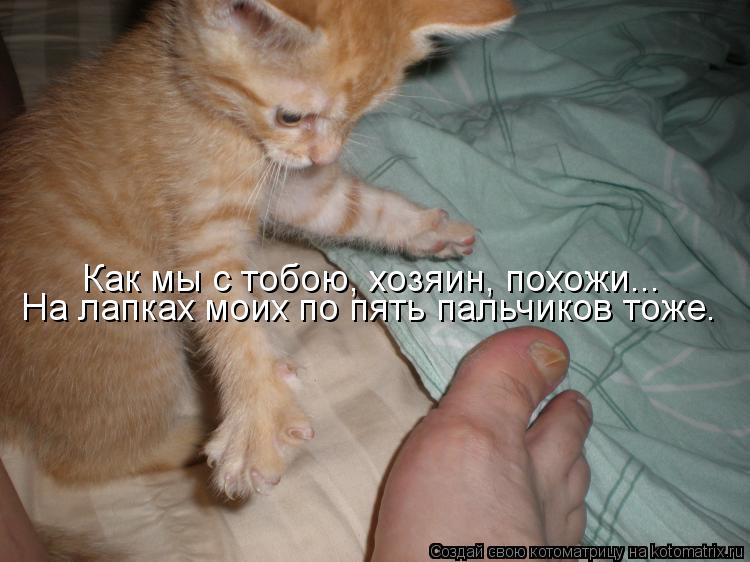 Котоматрица: На лапках моих по пять пальчиков тоже. Как мы с тобою, хозяин, похожи...