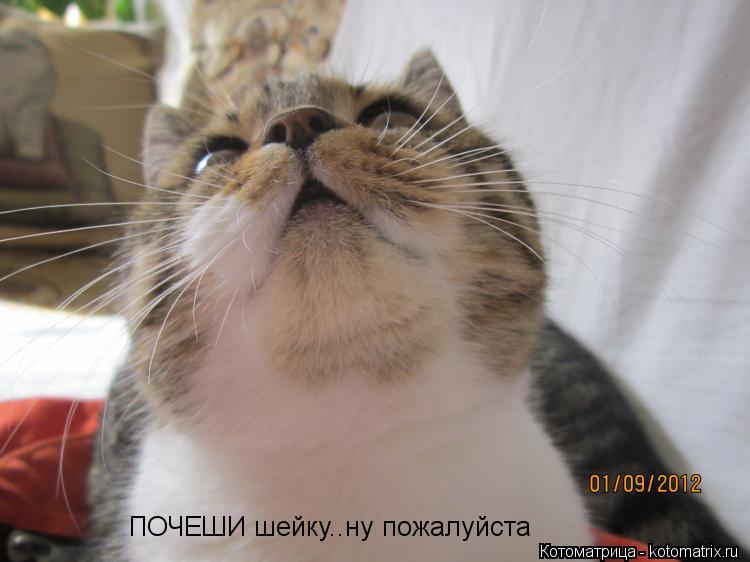 Котоматрица: ПОЧЕШИ шейку..ну пожалуйста