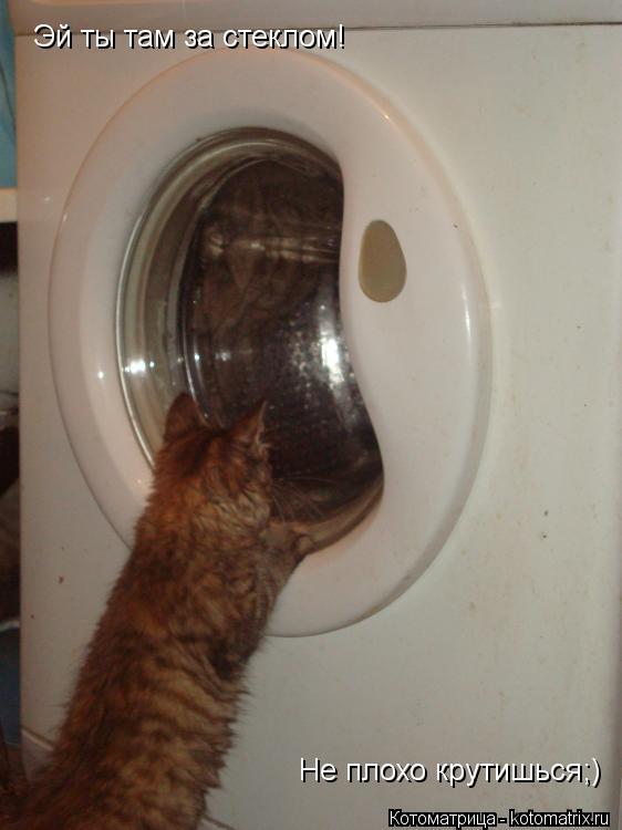 Котоматрица: Эй ты там за стеклом! Не плохо крутишься;)