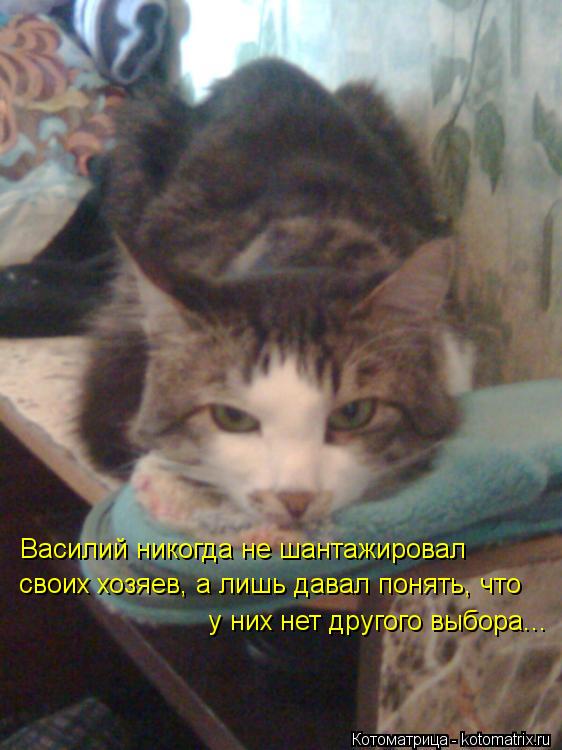 Котоматрица: Василий никогда не шантажировал своих хозяев, а лишь давал понять, что у них нет другого выбора...