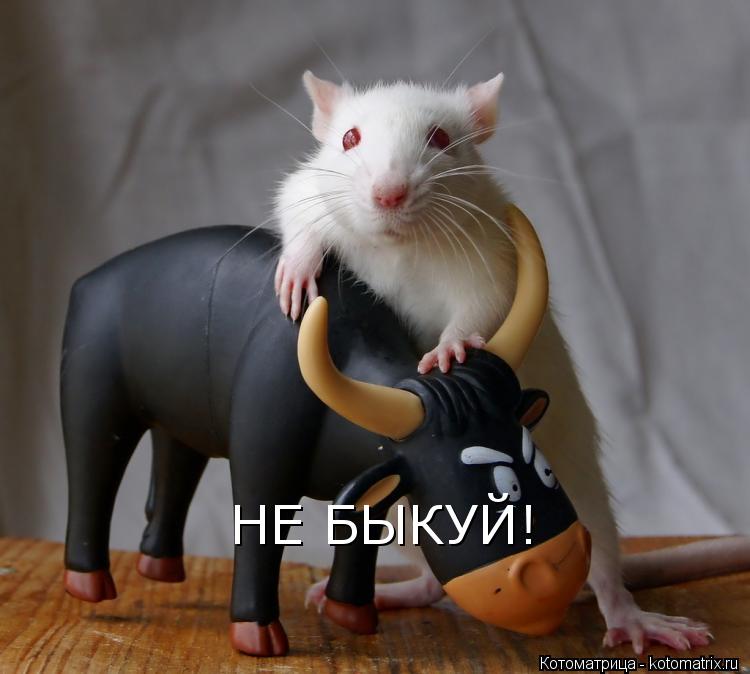 Котоматрица: НЕ БЫКУЙ!