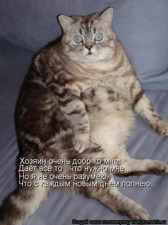Котоматрица: Хозяин очень добр ко мне: Даёт всё то , что нужно мне… Но я не очень разумею, Что с каждым новым днём полнею…