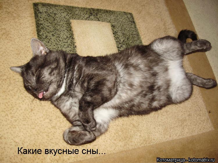 Котоматрица: Какие вкусные сны...