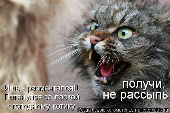 Котоматрица: Ишь - размечтался!!! Потянулся за лаской к голодному котику. получи, не рассыпь -