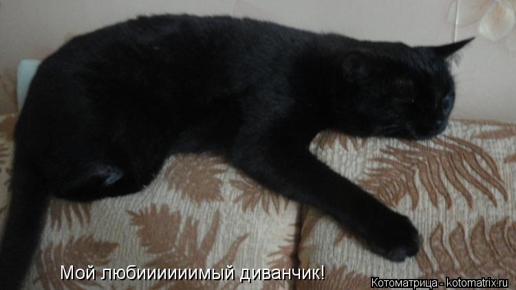Мой любиииииимый диванчик!... Котоматрица: Мой любиииииимый диванчик!