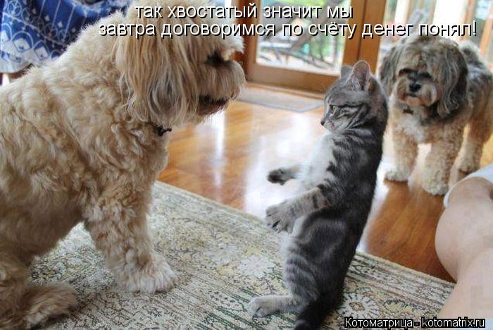 Котоматрица: так хвостатый значит мы  завтра договоримся по счёту денег   понял!