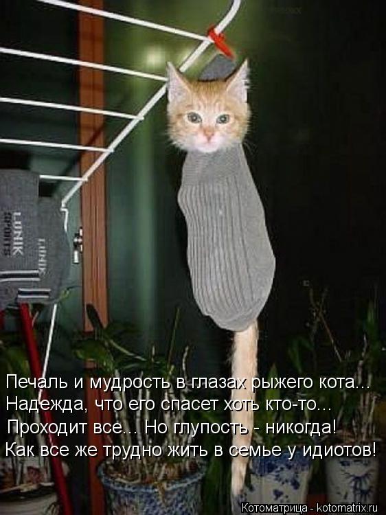 Котоматрица: Печаль и мудрость в глазах рыжего кота... Надежда, что его спасет хоть кто-то... Проходит все... Но глупость - никогда! Как все же трудно жить в с