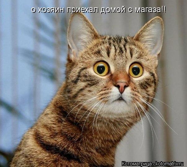 Котоматрица: о хозяин приехал домой с магаза!!