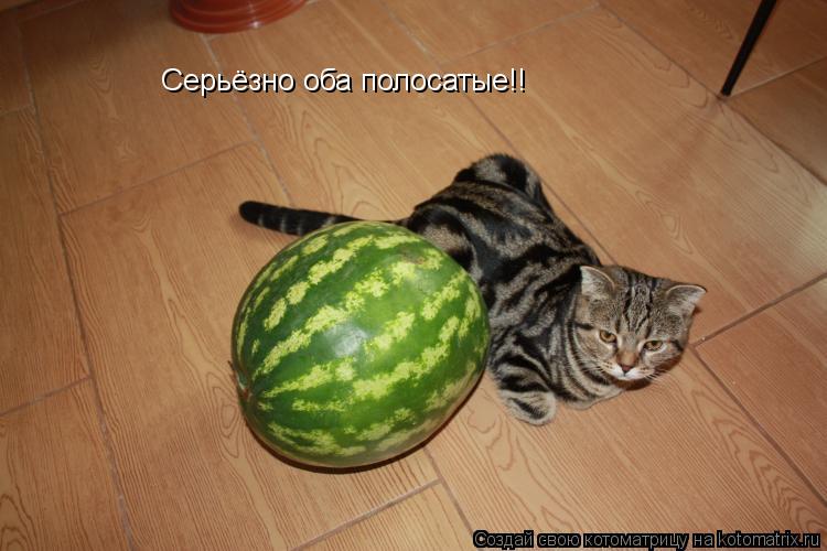 Серьёзно оба полосатые!!... Котоматрица: Серьёзно оба полосатые!!