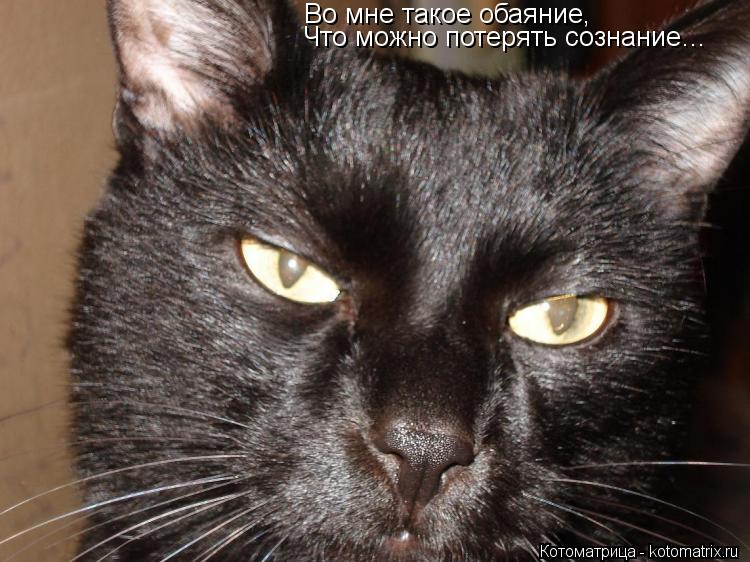 Котоматрица: Во мне такое обаяние, Что можно потерять сознание…