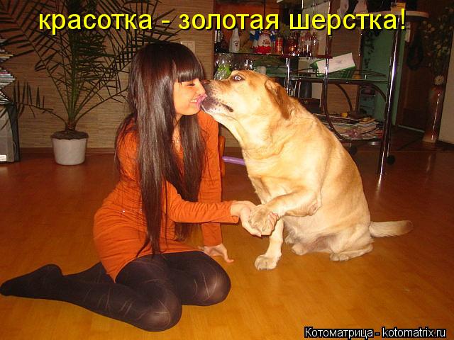 Котоматрица: красотка - золотая шерстка!