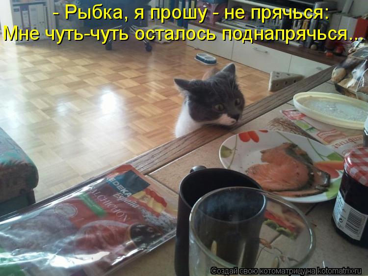 Котоматрица: - Рыбка, я прошу - не прячься: Мне чуть-чуть осталось поднапрячься...