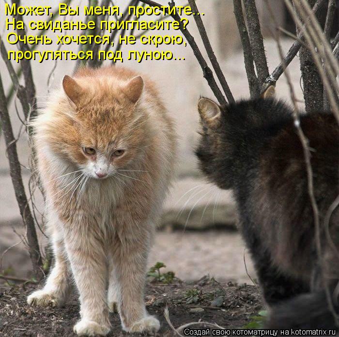 Котоматрица: Может, Вы меня, простите... На свиданье пригласите? Очень хочется, не скрою, прогуляться под луною...