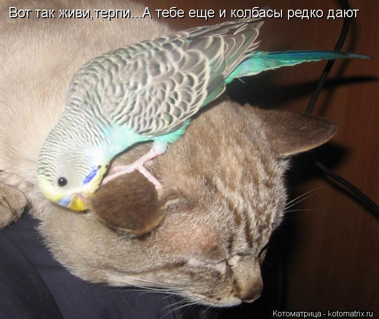 Котоматрица: Вот так живи,терпи...А тебе еще и колбасы редко дают