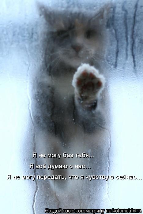 Я не могу передать, что я чувствую сейчас... Я всё думаю о нас... Я не могу без тебя...... Котоматрица: Я не могу передать, что я чувствую сейчас... Я всё думаю о нас... Я не могу без тебя...