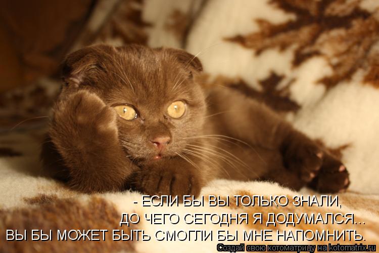 Котоматрица: - ЕСЛИ БЫ ВЫ ТОЛЬКО ЗНАЛИ, ДО ЧЕГО СЕГОДНЯ Я ДОДУМАЛСЯ... ВЫ БЫ МОЖЕТ БЫТЬ СМОГЛИ БЫ МНЕ НАПОМНИТЬ.