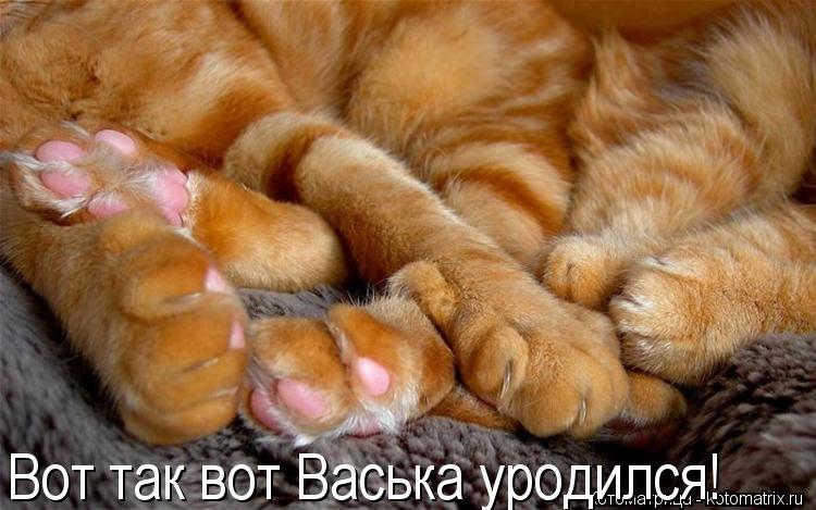 Котоматрица: Вот так вот Васька уродился!