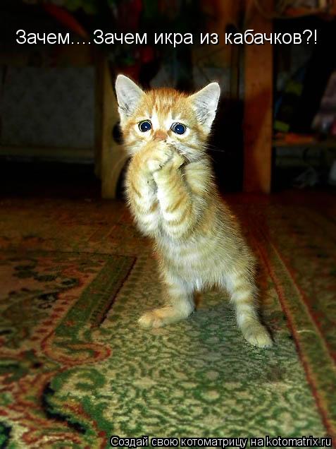 Котоматрица: Зачем....Зачем икра из кабачков?!