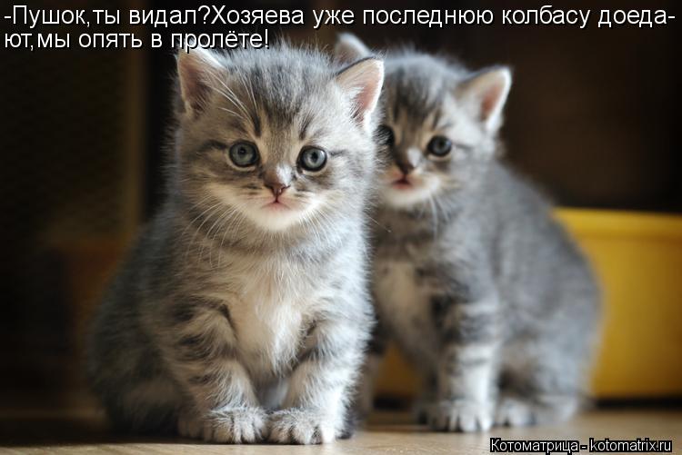 Котоматрица: -Пушок,ты видал?Хозяева уже последнюю колбасу доеда- ют,мы опять в пролёте!
