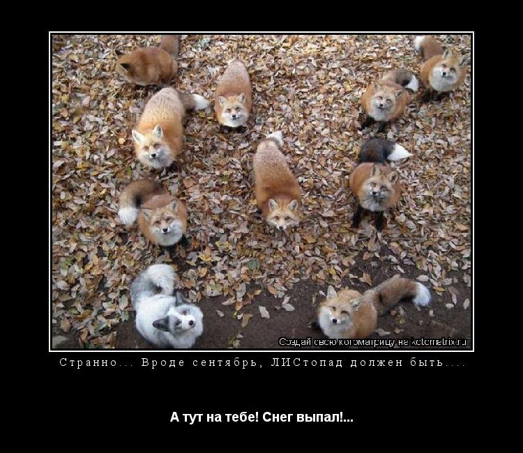 Котоматрица: Странно... Вроде сентябрь, ЛИСтопад должен быть.... А тут на тебе! Снег выпал!...