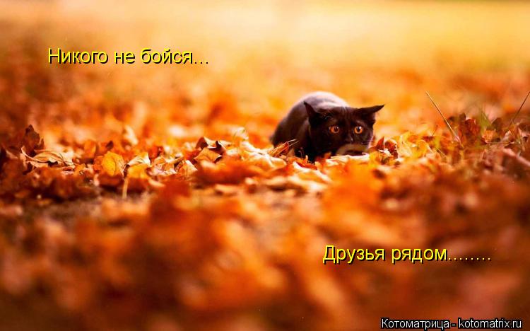 Котоматрица: Никого не бойся... Друзья рядом........ Друзья рядом........