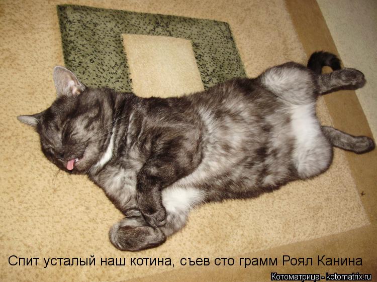 Спит усталый наш котина, съев сто грамм Роял Канина... Котоматрица: Спит усталый наш котина, съев сто грамм Роял Канина