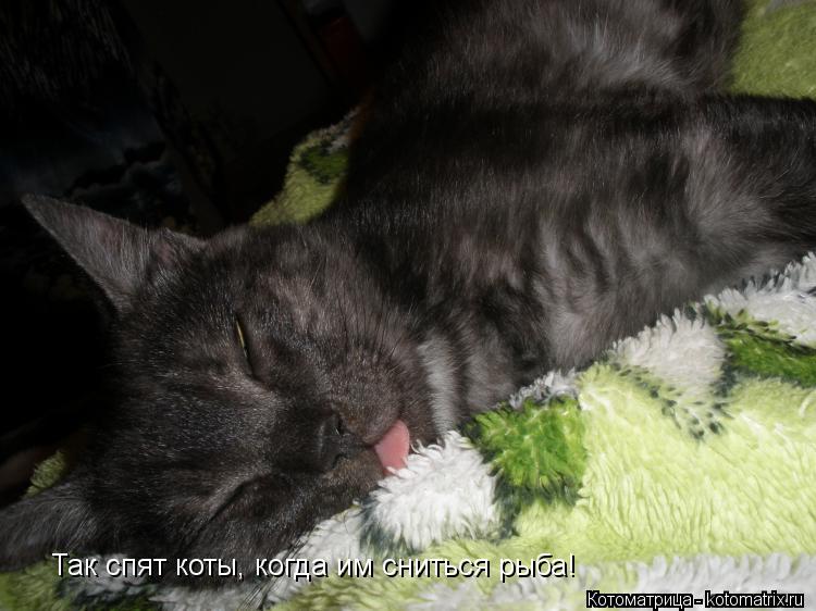 Котоматрица: Так спят коты, когда им сниться рыба!