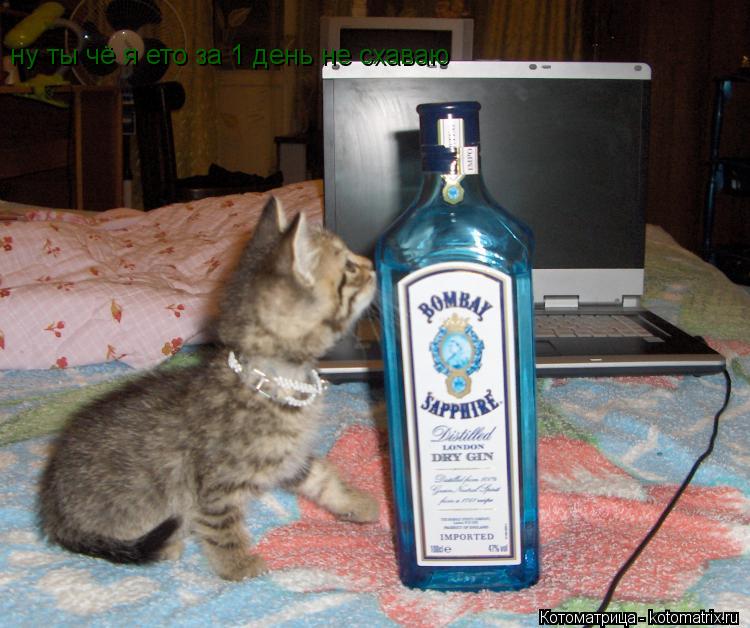 ну ты чё я ето за 1 день не схаваю... Котоматрица: ну ты чё я ето за 1 день не схаваю