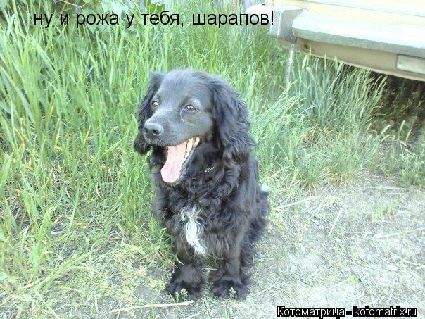 ну и рожа у тебя, шарапов!... Котоматрица: ну и рожа у тебя, шарапов!