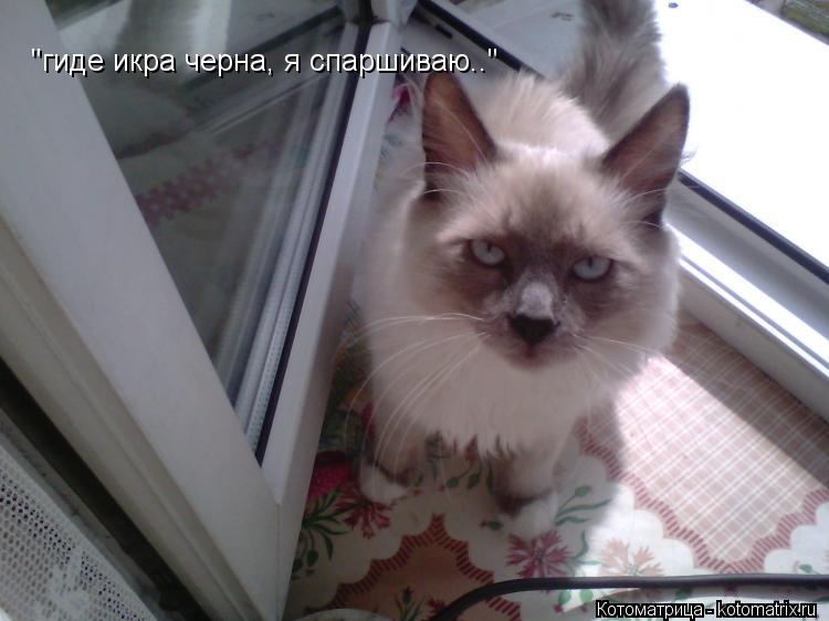 Котоматрица: "гиде икра черна, я спаршиваю.."