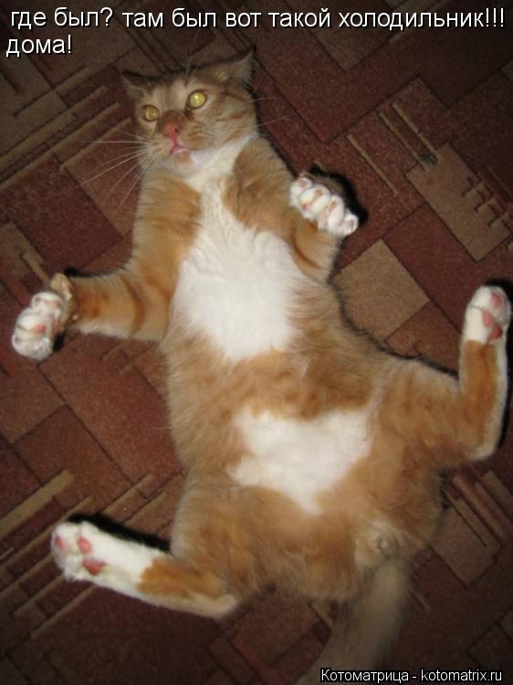 где был? дома! там был вот такой холодильник!!!... Котоматрица: где был? дома! там был вот такой холодильник!!!