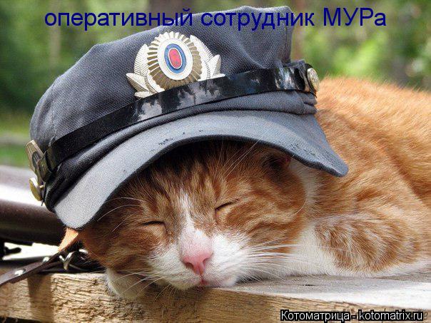 Котоматрица: оперативный сотрудник МУРа