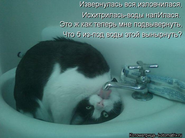 Извернулась вся,изловчилася, Исхитрилась-воды напИлася. Это ж как теперь мне подвывернуть, Что б из-п... Котоматрица: Извернулась вся,изловчилася, Исхитрилась-воды напИлася. Это ж как теперь мне подвывернуть, Что б из-под воды этой вынырнуть?