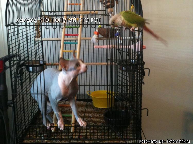 хахаха кто попугай кто кот... Котоматрица: хахаха кто попугай кто кот