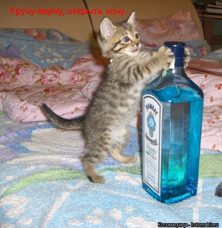 Кручу-верчу, открыть хочу...... Котоматрица: Кручу-верчу, открыть хочу...