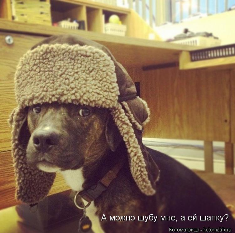 А можно шубу мне, а ей шапку?... Котоматрица: А можно шубу мне, а ей шапку?
