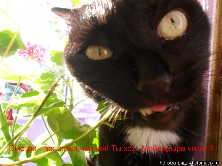 Смотри - вся рожа черная! Ты хоть Мойдодыра читал?... Котоматрица: Смотри - вся рожа черная! Ты хоть Мойдодыра читал?