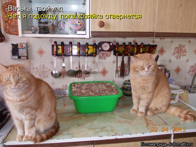 -Васька, твой ход -Нет, я подожду, пока хозяйка отвернется... Котоматрица: -Васька, твой ход -Нет, я подожду, пока хозяйка отвернется