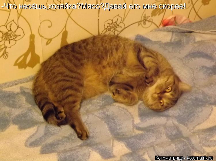 -Что несёшь,хозяйка?Мясо?Давай его мне скорее!... Котоматрица: -Что несёшь,хозяйка?Мясо?Давай его мне скорее!