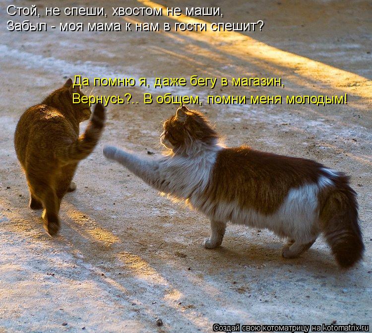 Котоматрица: Стой, не спеши, хвостом не маши, Забыл - моя мама к нам в гости спешит? Да помню я, даже бегу в магазин, Вернусь?.. В общем, помни меня молодым!