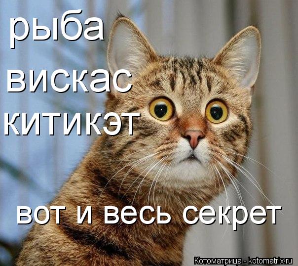 Котоматрица: рыба вискас китикэт вот и весь секрет