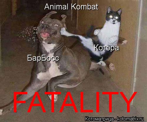 Котоматрица: Animal Kombat БарБосс Котэра FATALITY