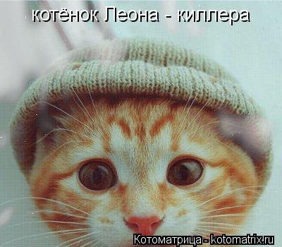 Котоматрица: котёнок Леона - киллера