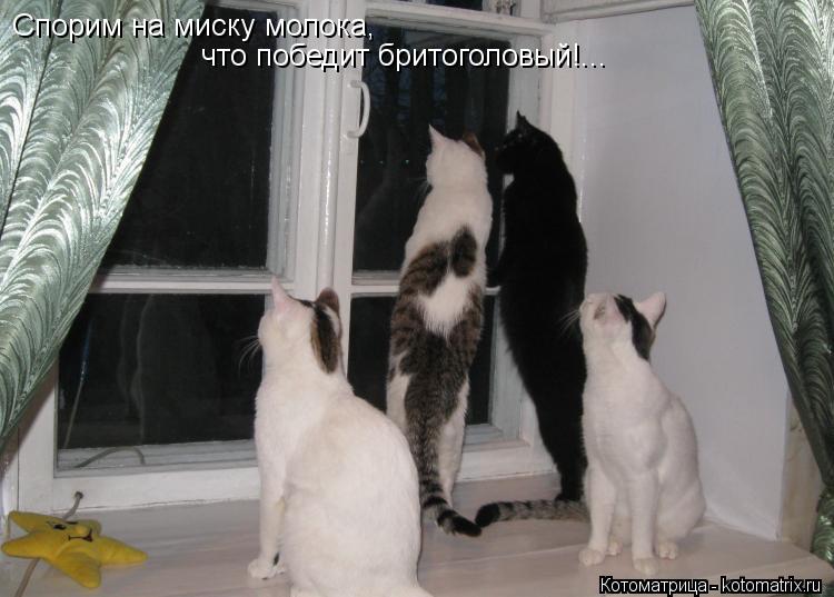 Котоматрица: Спорим на миску молока, что победит бритоголовый!...