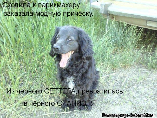 Котоматрица: Сходила к парикмахеру, заказала модную причёску. Из чёрного СЕТТЕРА,превратилась в чёрного СПАНИЭЛЯ