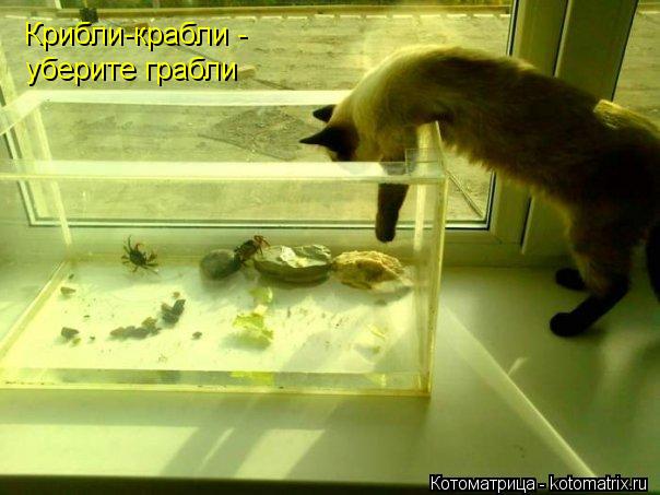 Крибли-крабли - уберите грабли... Котоматрица: Крибли-крабли - уберите грабли