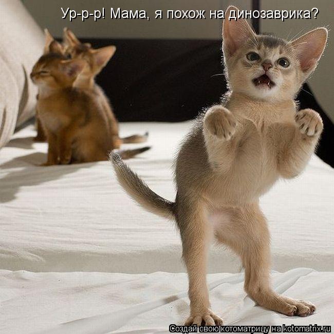 Ур-р-р! Мама, я похож на динозаврика?... Котоматрица: Ур-р-р! Мама, я похож на динозаврика?