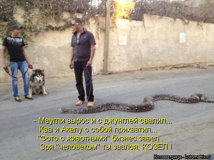 Котоматрица: - Маугли вырос и с джунглей свалил... Каа и Акелу с собой прихватил... "Фото с животными" бизнес завел . Зря "человеком" ты звался, КОЗЕЛ !